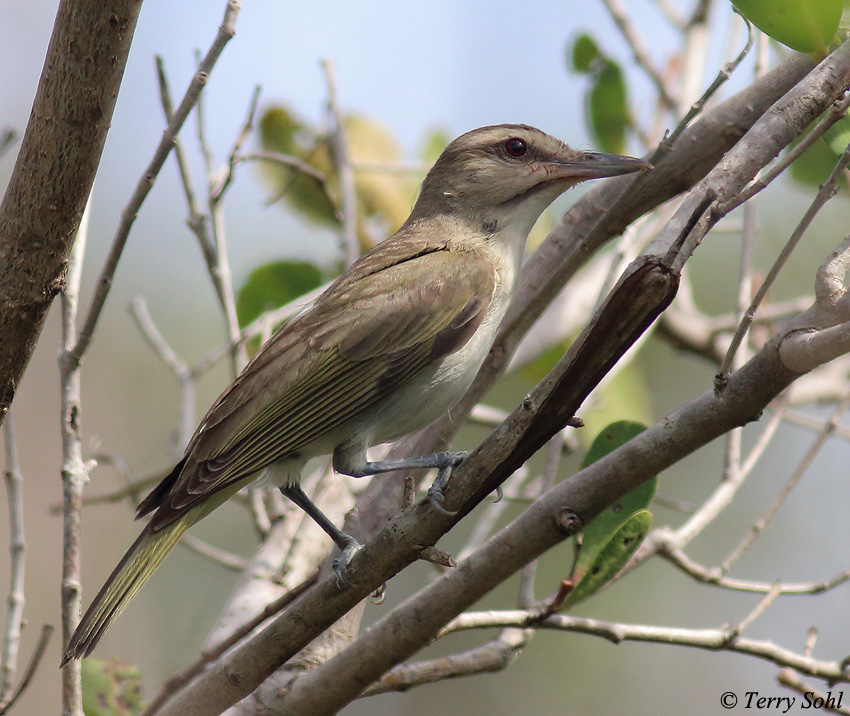 Black-whiskered Vireo - Vireo altiloquus