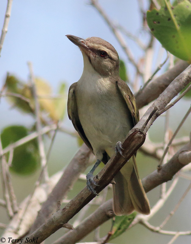 Black-whiskered Vireo - Vireo altiloquus