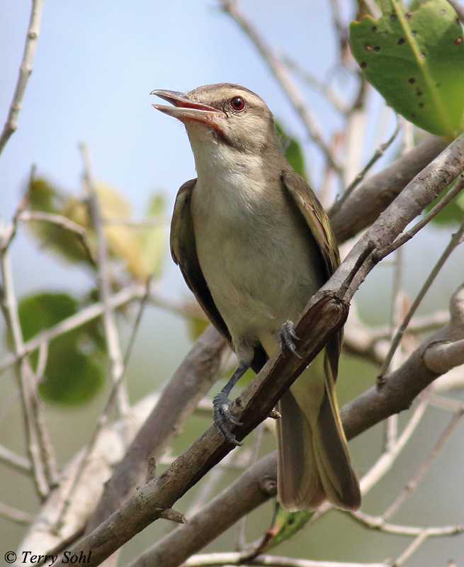Black-whiskered Vireo - Vireo altiloquus
