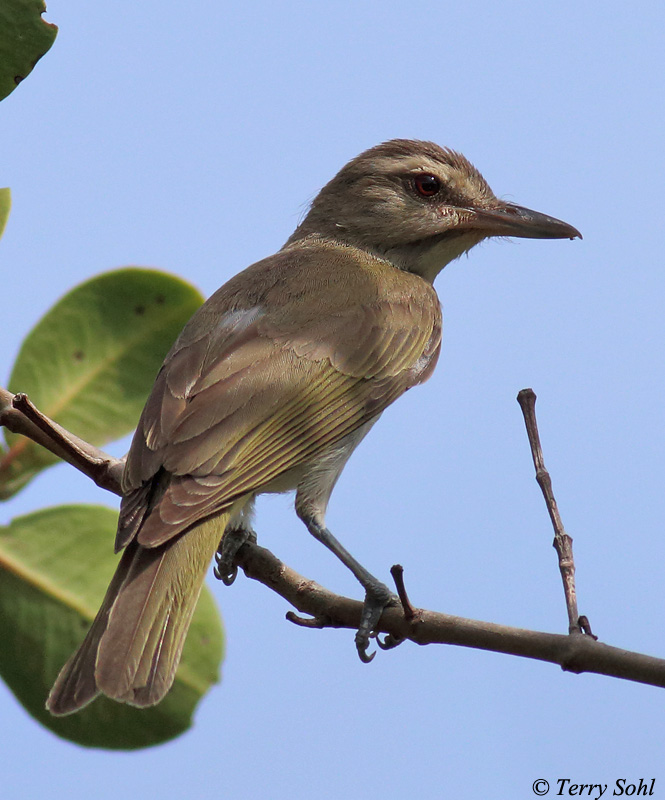 Black-whiskered Vireo - Vireo altiloquus