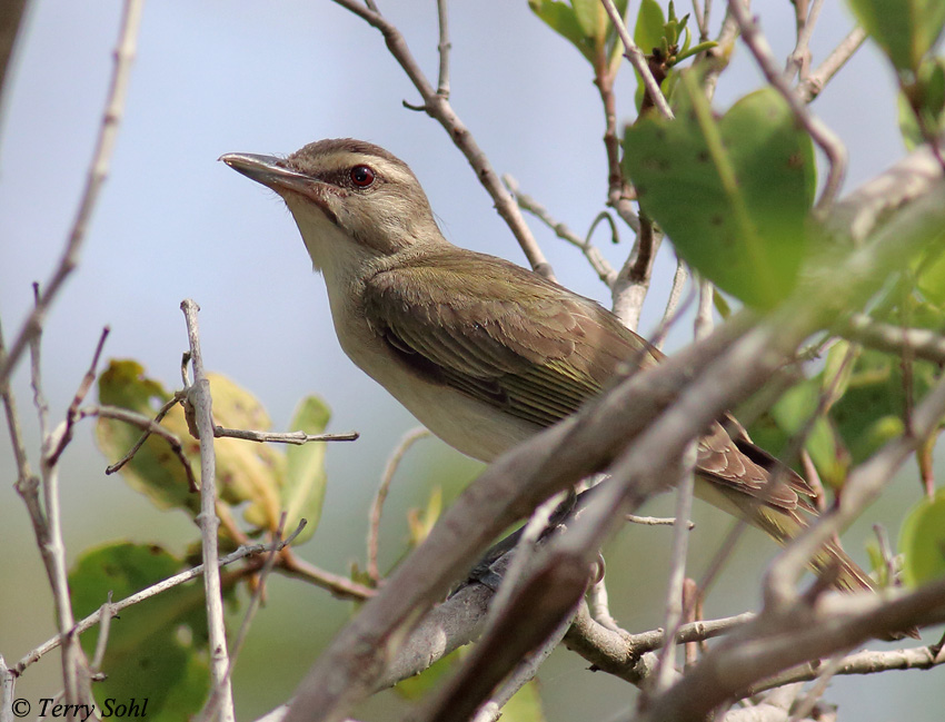 Black-whiskered Vireo - Vireo altiloquus