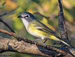 Blue-headed Vireo 4 - Vireo solitarius