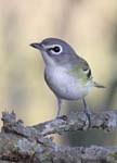 Blue-headed Vireo 5 - Vireo solitarius