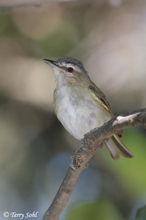 Red-eyed Vireo - Vireo olivaceus