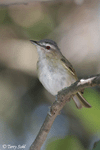 Red-eyed Vireo - Vireo olivaceus