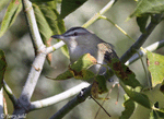 Red-eyed Vireo - Vireo olivaceus
