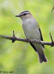 Red-eyed Vireo - Vireo olivaceus