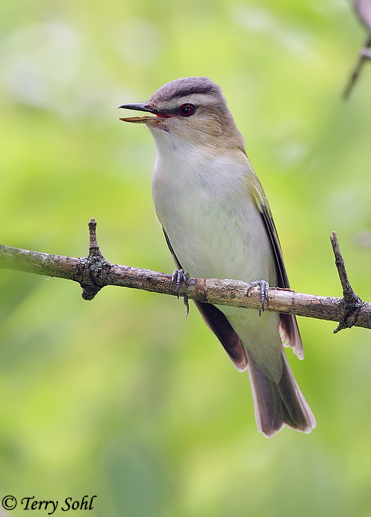 Red-eyed Vireo - Vireo olivaceus