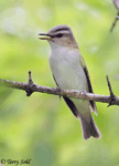 Red-eyed Vireo - Vireo olivaceus