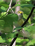 White-eyed Vireo 2 - Vireo griseus