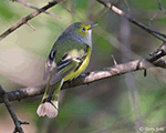 White-eyed Vireo 3 - Vireo griseus