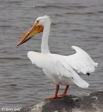 American White Pelican 2 - Pelecanus erythrorhynchos