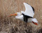 American White Pelican 7 - Pelecanus erythrorhynchos