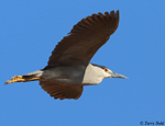 Black-crowned Night-heron 10 - Nycticorax nycticorax