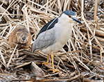 Black-crowned Night-heron 11 - Nycticorax nycticorax