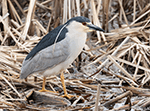 Black-crowned Night-heron 12 - Nycticorax nycticorax