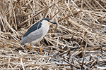 Black-crowned Night-heron 13 - Nycticorax nycticorax