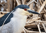 Black-crowned Night-heron 14 - Nycticorax nycticorax