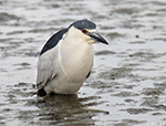 Black-crowned Night-heron 15 - Nycticorax nycticorax