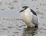 Black-crowned Night-heron 16 - Nycticorax nycticorax