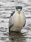 Black-crowned Night-heron 17 - Nycticorax nycticorax