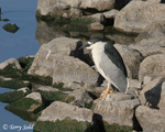 Black-crowned Night-heron 2 - Nycticorax nycticorax