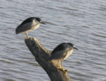 Black-crowned Night-heron 3 - Nycticorax nycticorax
