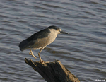 Black-crowned Night-heron 4 - Nycticorax nycticorax