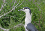Black-crowned Night-heron 5 - Nycticorax nycticorax