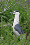 Black-crowned Night-heron 6 - Nycticorax nycticorax