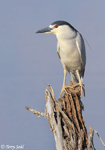 Black-crowned Night-heron 7 - Nycticorax nycticorax