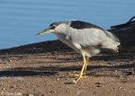Black-crowned Night-heron 8 - Nycticorax nycticorax