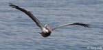 Brown Pelican - Pelecanus occidentalis