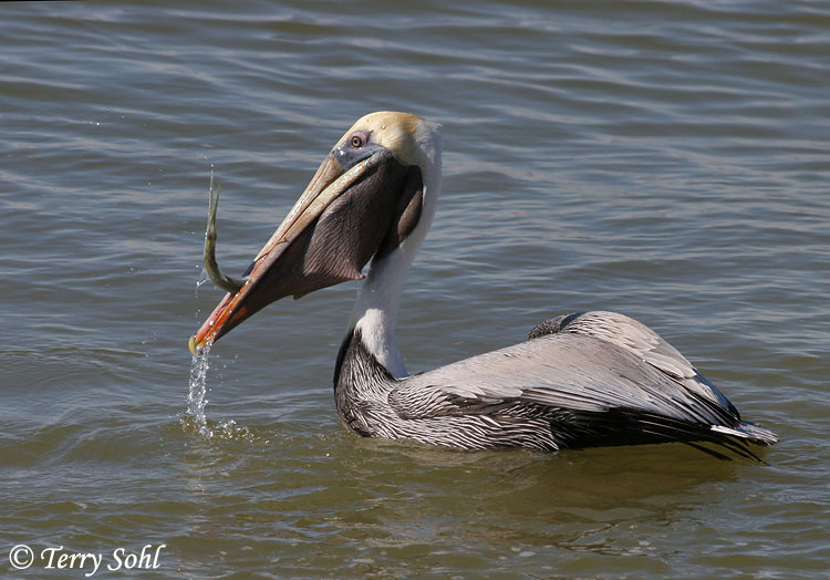 Brown Pelican with Fish - Pelecanus occidentalis