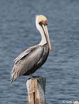 Brown Pelican - Pelecanus occidentalis