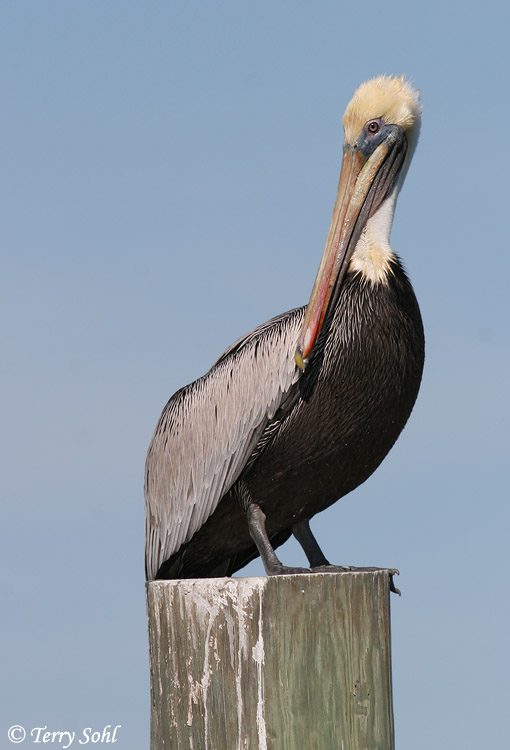 Brown Pelican - South Dakota Birds and Birding