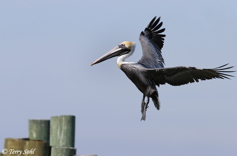 Brown Pelican - Pelecanus occidentalis