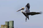 Brown Pelican - Pelecanus occidentalis