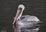 Brown Pelican - Pelecanus occidentalis