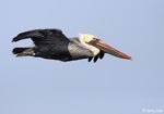 Brown Pelican - Pelecanus occidentalis