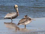 Brown Pelican - Pelecanus occidentalis