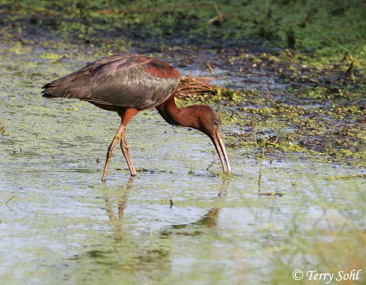 Glossy Ibis - Plegadis falcinellus