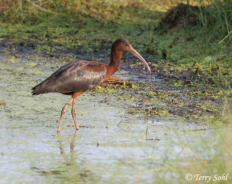 Glossy Ibis - Plegadis falcinellus