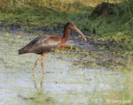 Glossy Ibis - Plegadis falcinellus