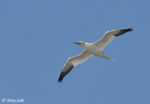 Northern Gannet - Morus bassanus