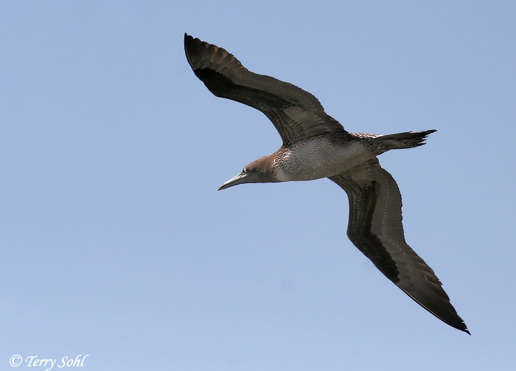 Northern Gannet - Morus bassanus