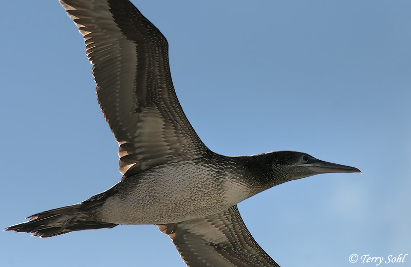 Northern Gannet - Morus bassanus
