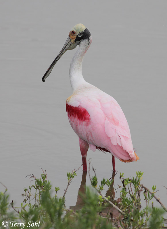 Roseate Spoonbill - Platalea ajaja