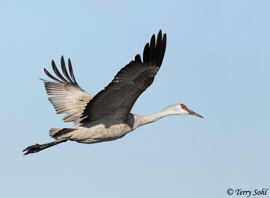 Sandhill Crane - Antigone canadensis