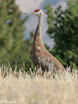 Sandhill Crane - Antigone canadensis